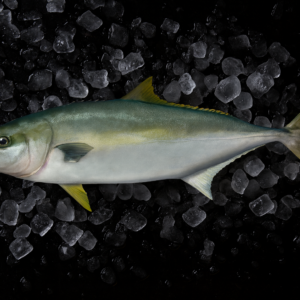 Yellowtail Kingfish